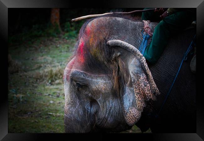 Elephant at Saurah Framed Print by Ambir Tolang