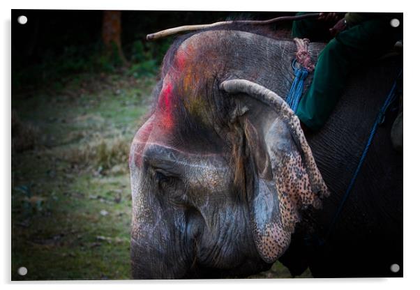 Elephant at Saurah Acrylic by Ambir Tolang