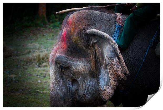 Elephant at Saurah Print by Ambir Tolang