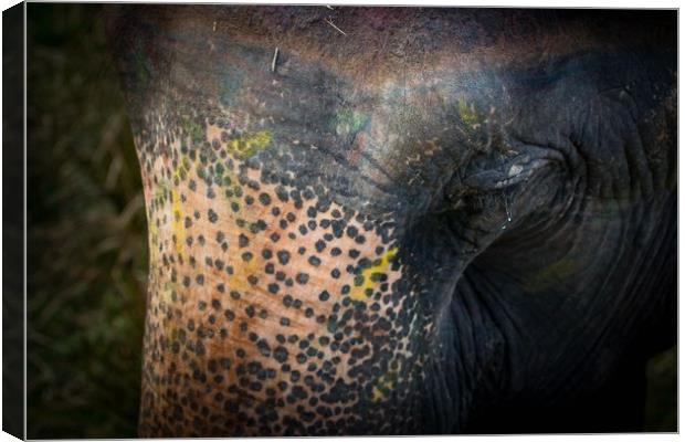 Wet eyes of Elephant Canvas Print by Ambir Tolang
