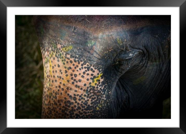 Wet eyes of Elephant Framed Mounted Print by Ambir Tolang