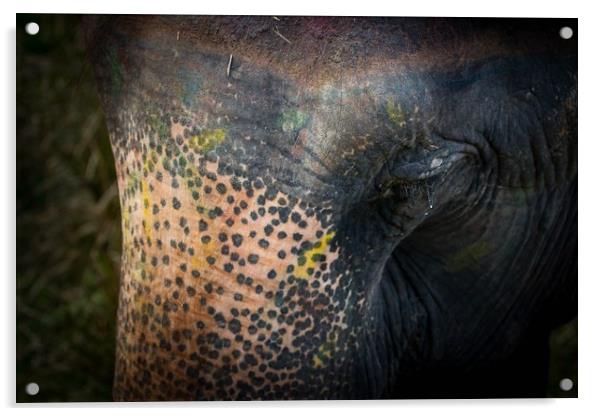 Wet eyes of Elephant Acrylic by Ambir Tolang