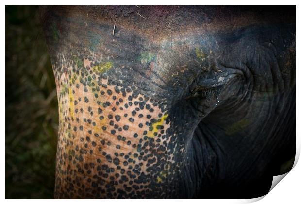 Wet eyes of Elephant Print by Ambir Tolang
