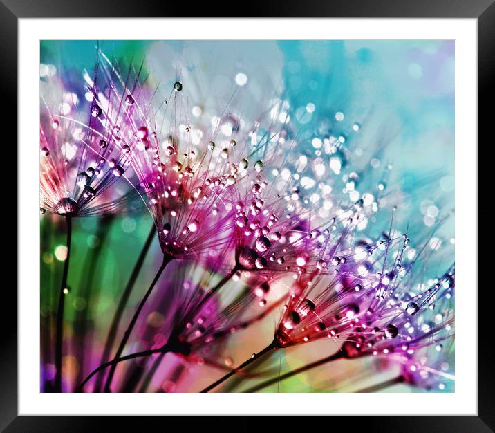 Rainbow Water Droplets Framed Mounted Print by Anthony Michael 