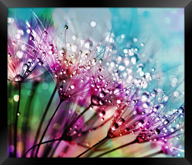 Rainbow Water Droplets Framed Print by Anthony Michael 