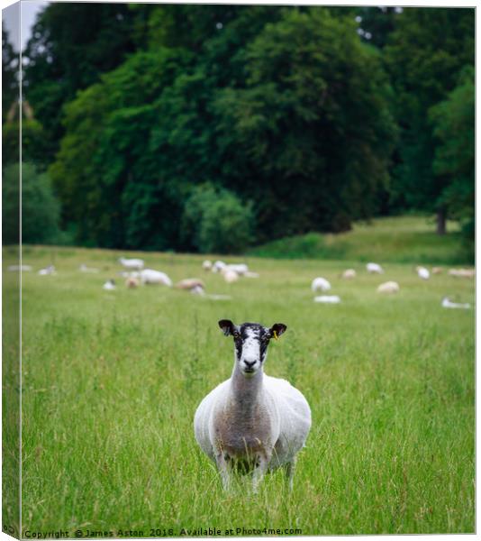 Inquisitive Sheep  Canvas Print by James Aston