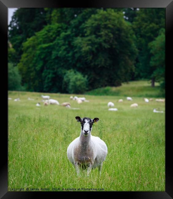 Inquisitive Sheep  Framed Print by James Aston