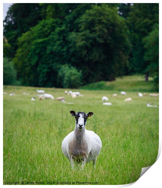 Inquisitive Sheep  Print by James Aston