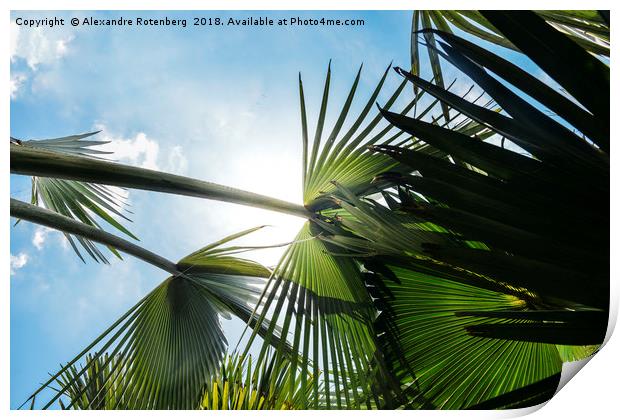 Lush tropical palm tree looking up perspective Print by Alexandre Rotenberg