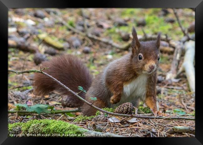 Red Squirrel Framed Print by Rob Mcewen