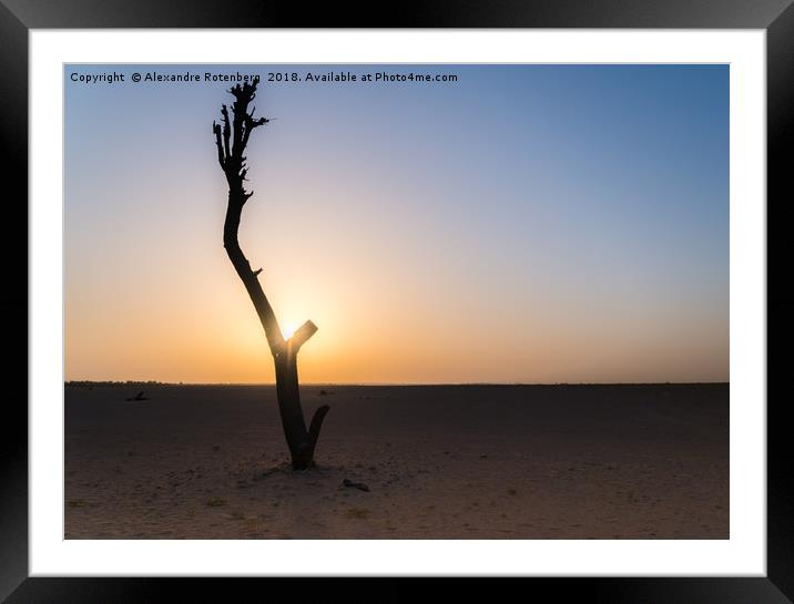 Bare tree in Arabic desert Framed Mounted Print by Alexandre Rotenberg