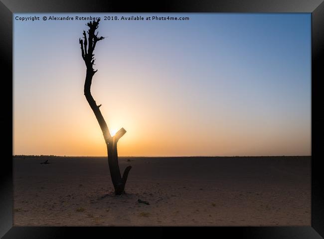 Bare tree in Arabic desert Framed Print by Alexandre Rotenberg