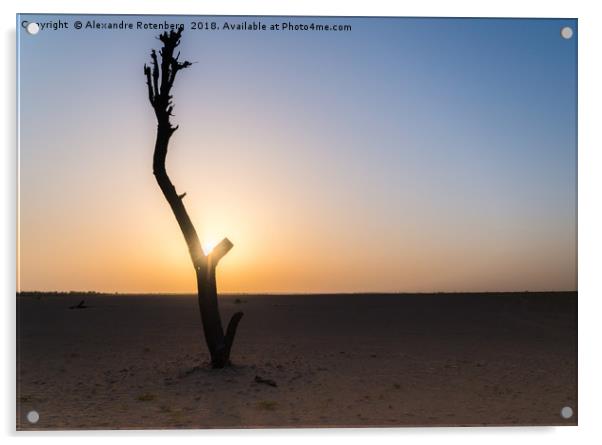 Bare tree in Arabic desert Acrylic by Alexandre Rotenberg