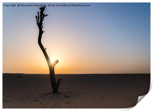 Bare tree in Arabic desert Print by Alexandre Rotenberg