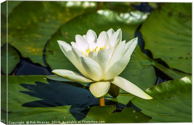Water Lily Canvas Print by Rob Mcewen