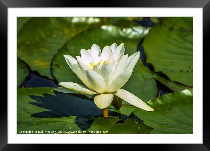Water Lily Framed Mounted Print by Rob Mcewen
