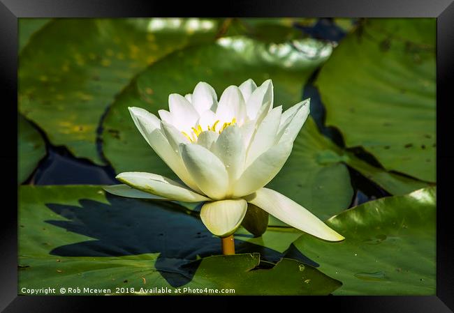 Water Lily Framed Print by Rob Mcewen