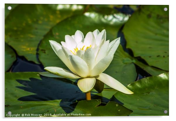 Water Lily Acrylic by Rob Mcewen