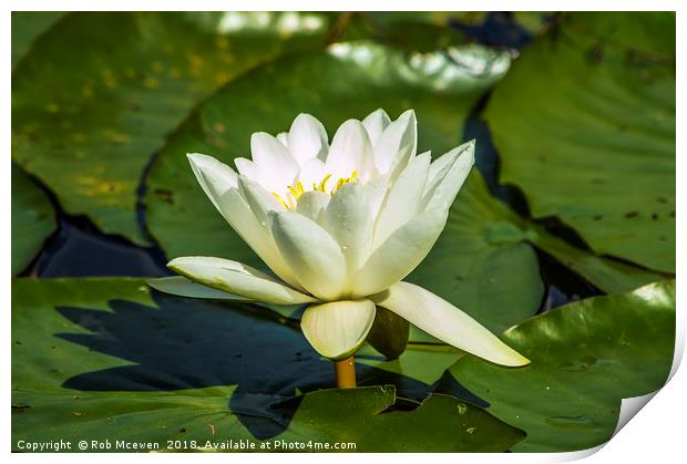 Water Lily Print by Rob Mcewen