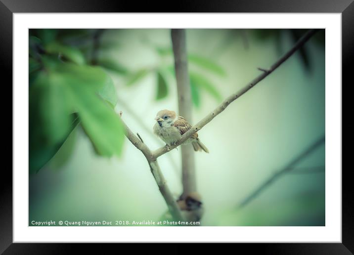 Sparrow Bird on Branchs Framed Mounted Print by Quang Nguyen Duc
