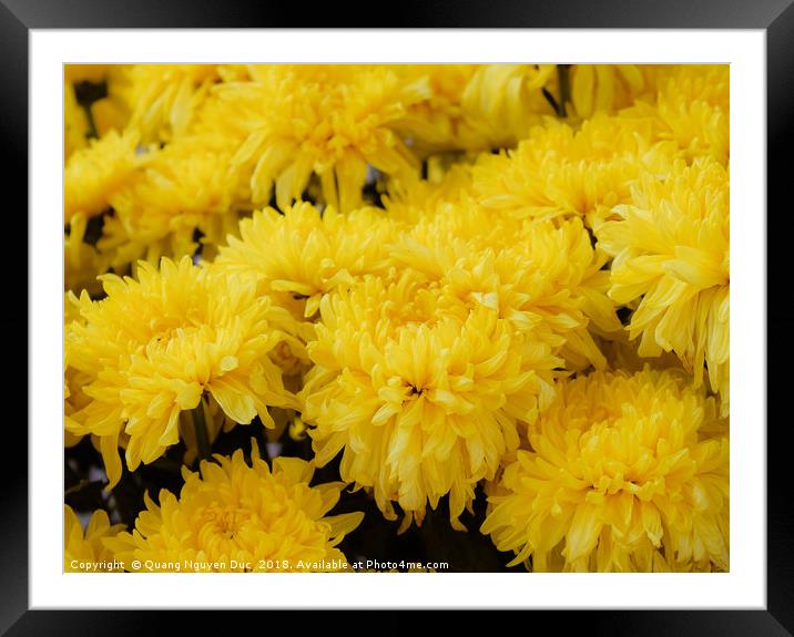 Beautiful Mums Flowers Framed Mounted Print by Quang Nguyen Duc