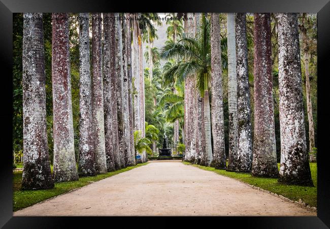 Royal Palm Trees at Botanical Garden, Rio de Janei Framed Print by Alexandre Rotenberg