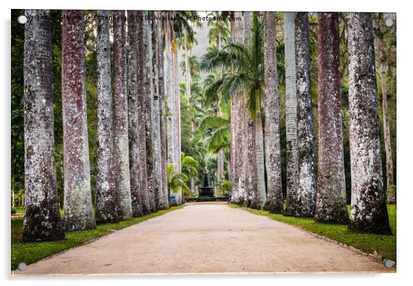 Royal Palm Trees at Botanical Garden, Rio de Janei Acrylic by Alexandre Rotenberg