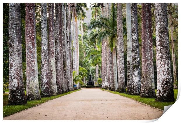 Royal Palm Trees at Botanical Garden, Rio de Janei Print by Alexandre Rotenberg
