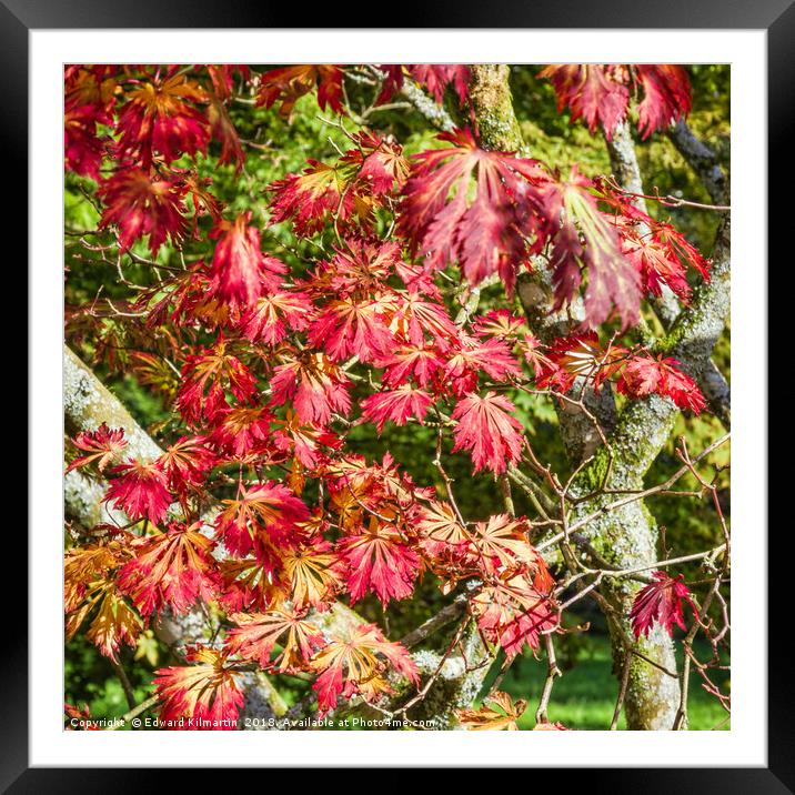 Autumn Leaves Framed Mounted Print by Edward Kilmartin
