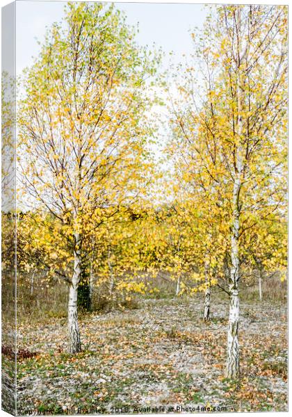 Autumnal Silver Birches Canvas Print by Jill Bramley