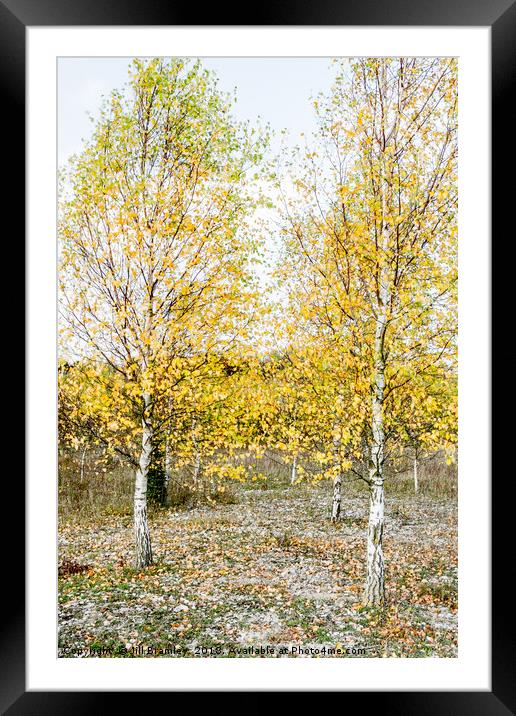 Autumnal Silver Birches Framed Mounted Print by Jill Bramley