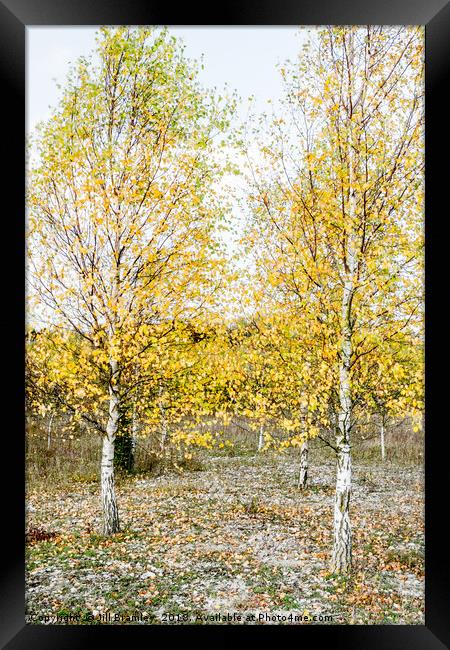 Autumnal Silver Birches Framed Print by Jill Bramley