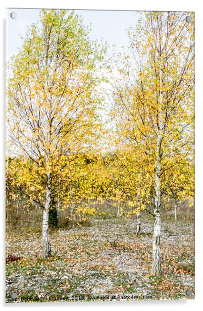 Autumnal Silver Birches Acrylic by Jill Bramley