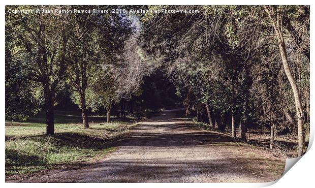 Road between the trees Print by Juan Ramón Ramos Rivero