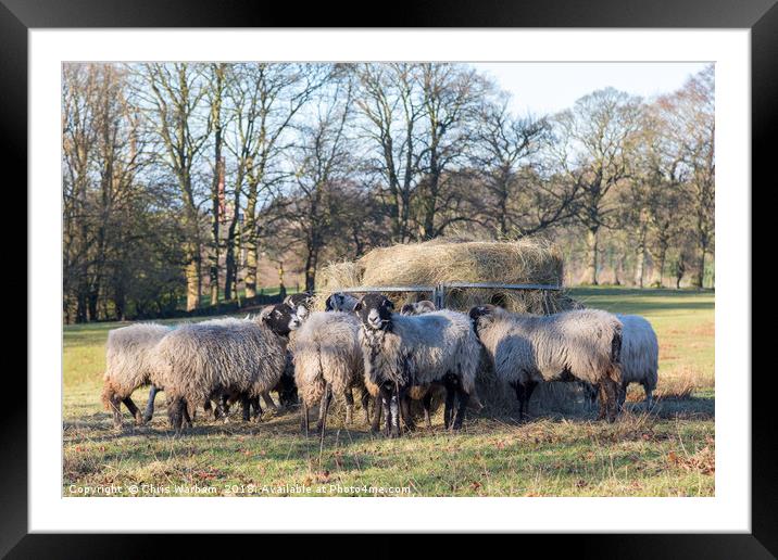 Swaledale sheep | Dinner time Framed Mounted Print by Chris Warham