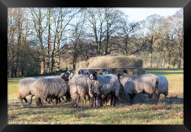 Swaledale sheep | Dinner time Framed Print by Chris Warham