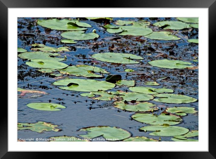 Lily Pads  Framed Mounted Print by Margaret Stanton