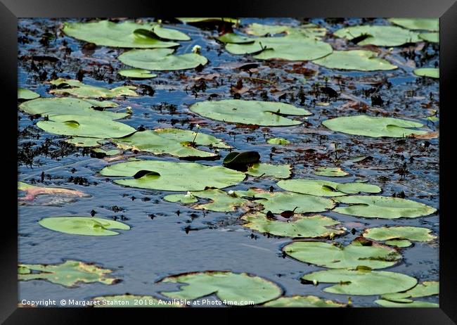 Lily Pads  Framed Print by Margaret Stanton