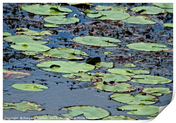 Lily Pads  Print by Margaret Stanton