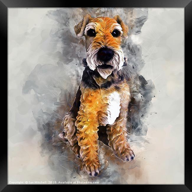 Patterdale Terrier Framed Print by Ian Mitchell
