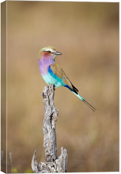 Lilac-breasted roller Canvas Print by Villiers Steyn