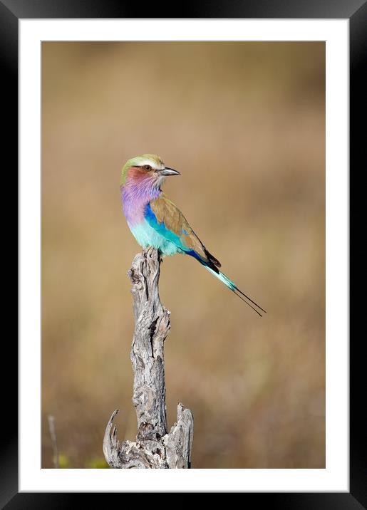 Lilac-breasted roller Framed Mounted Print by Villiers Steyn