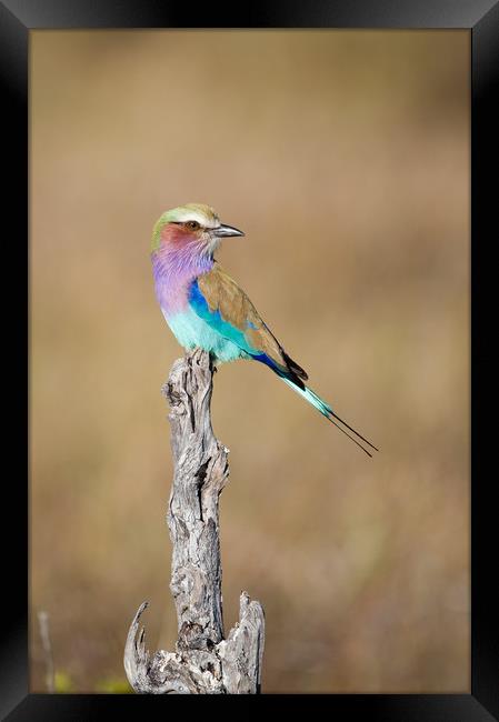 Lilac-breasted roller Framed Print by Villiers Steyn