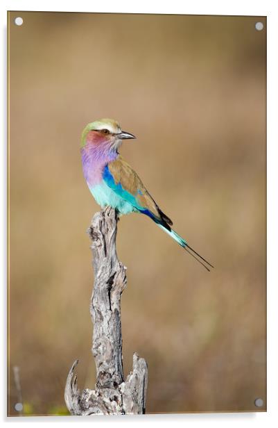 Lilac-breasted roller Acrylic by Villiers Steyn