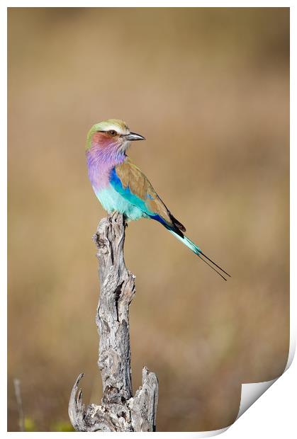 Lilac-breasted roller Print by Villiers Steyn