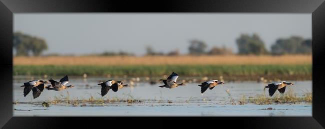 Line of flight Framed Print by Villiers Steyn