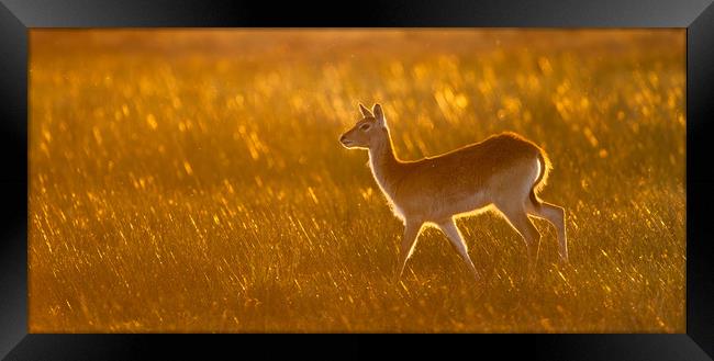 Golden lechwe Framed Print by Villiers Steyn