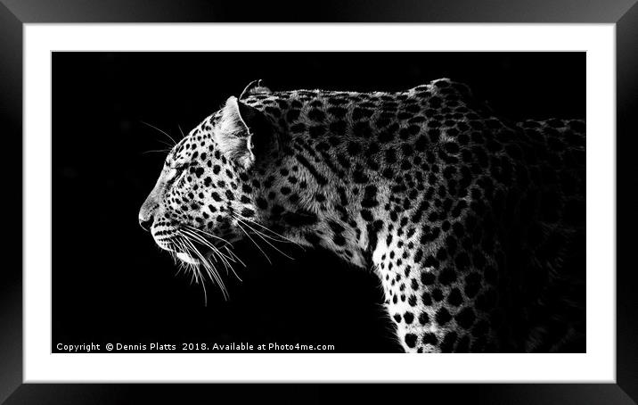 Leopard Stare Framed Mounted Print by Dennis Platts