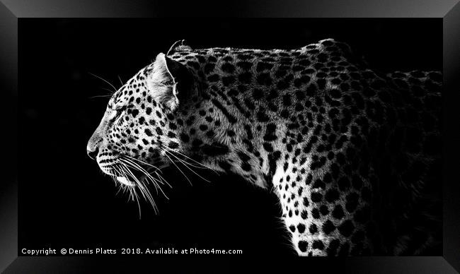 Leopard Stare Framed Print by Dennis Platts