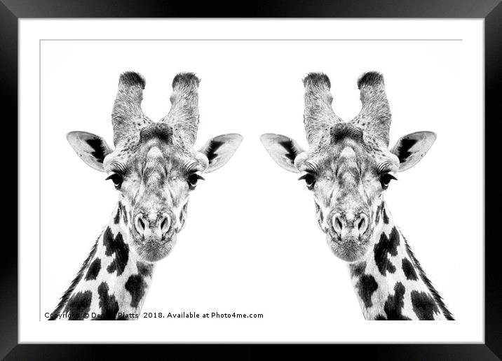 Giraffe Twins Framed Mounted Print by Dennis Platts